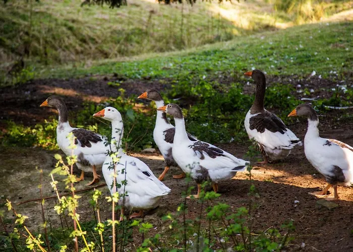 Haus Am Walde Gasthof Schmallenberg